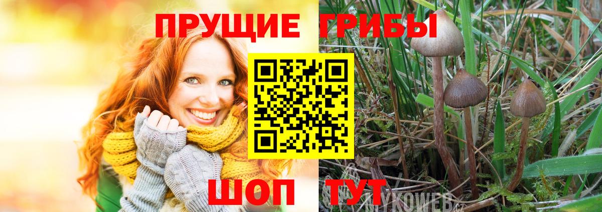 Михайловка  Псилоцибиновые грибы прущие грибы  Вход с VPN  Псилоцибиновые грибы Magic Shrooms 